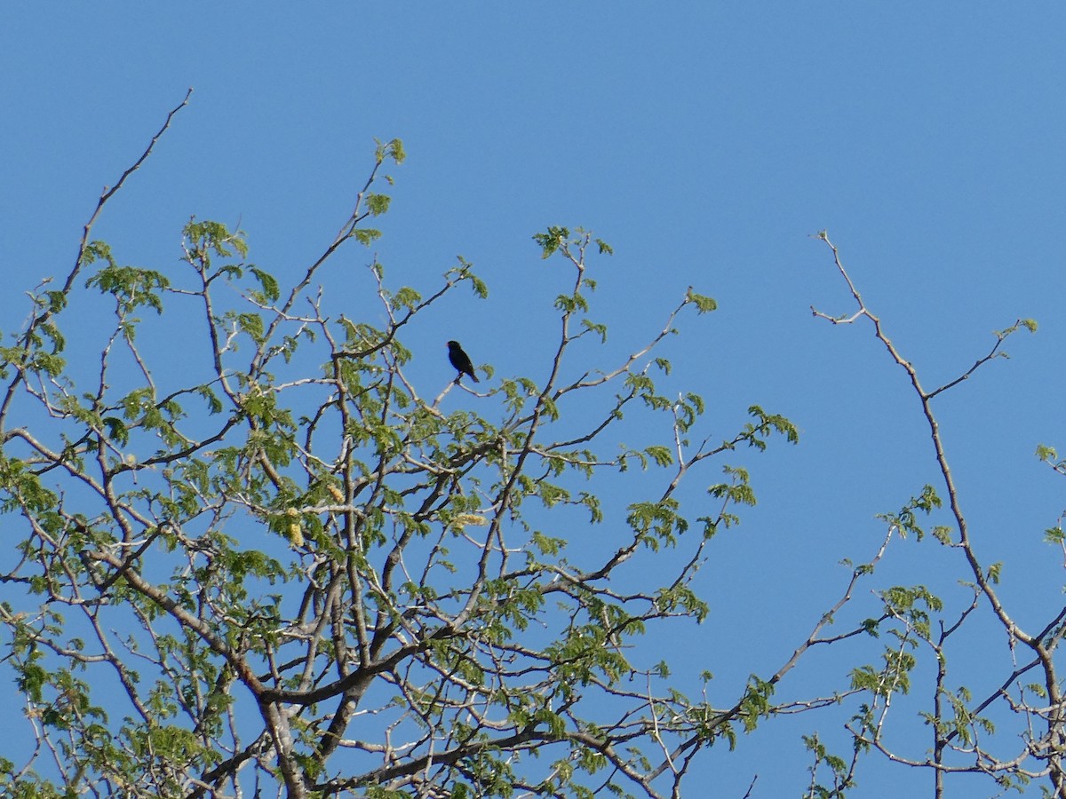 Village Indigobird - ML643232204