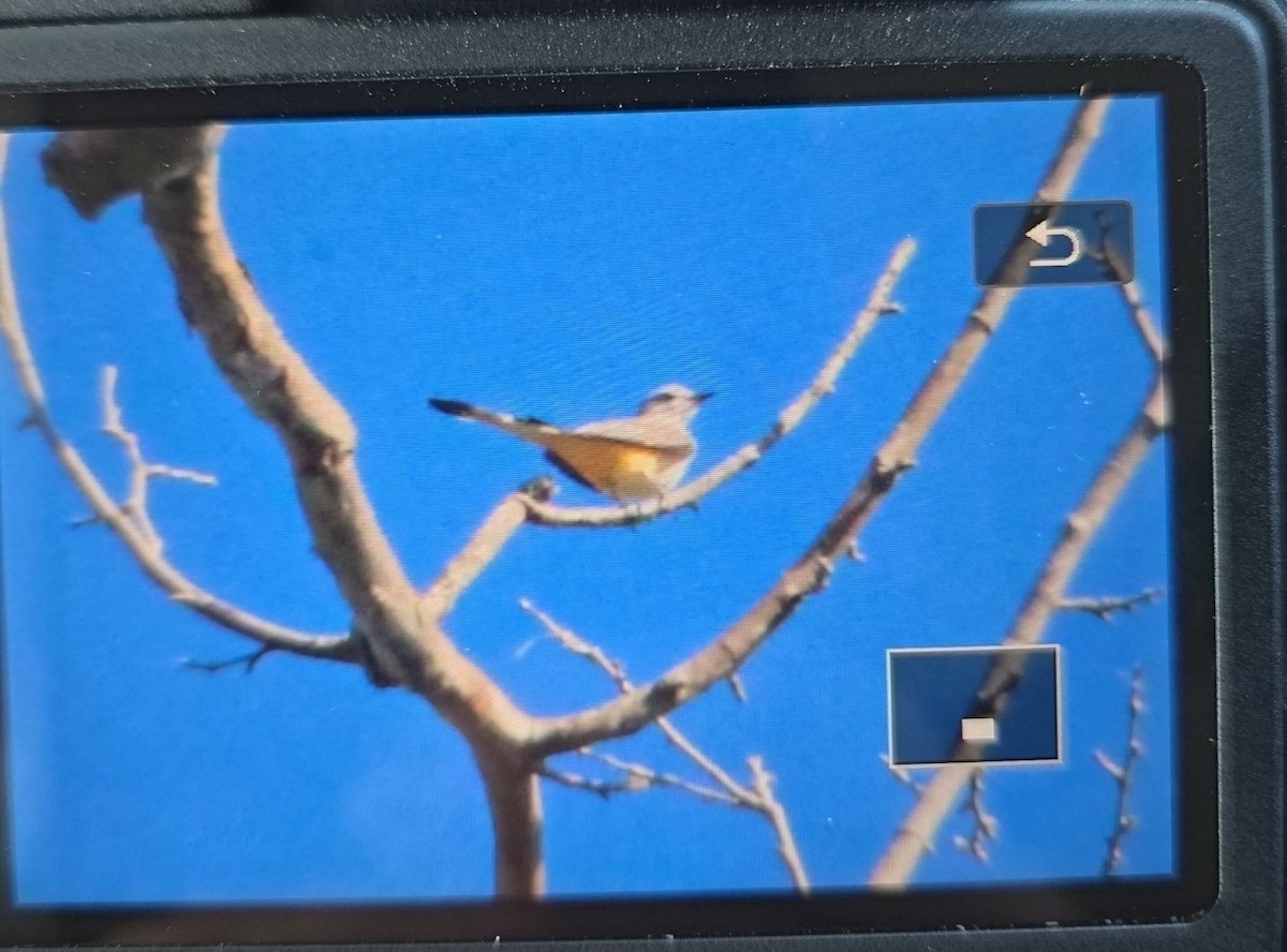 Scissor-tailed Flycatcher - ML643232205
