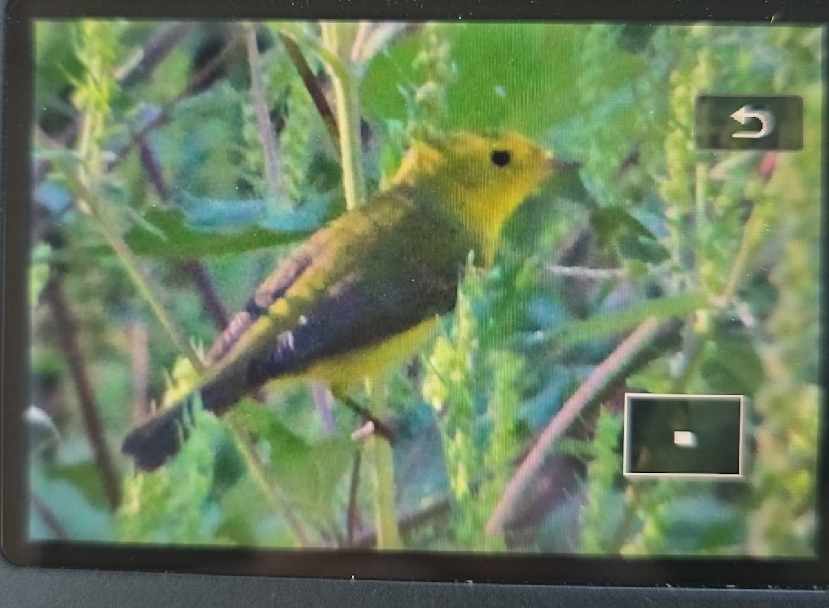 Wilson's Warbler - ML643232216