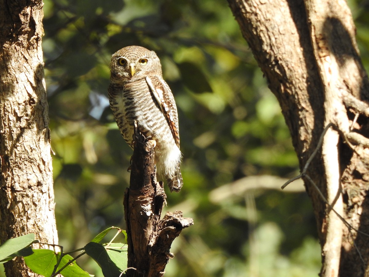 Jungle Owlet - ML643232220