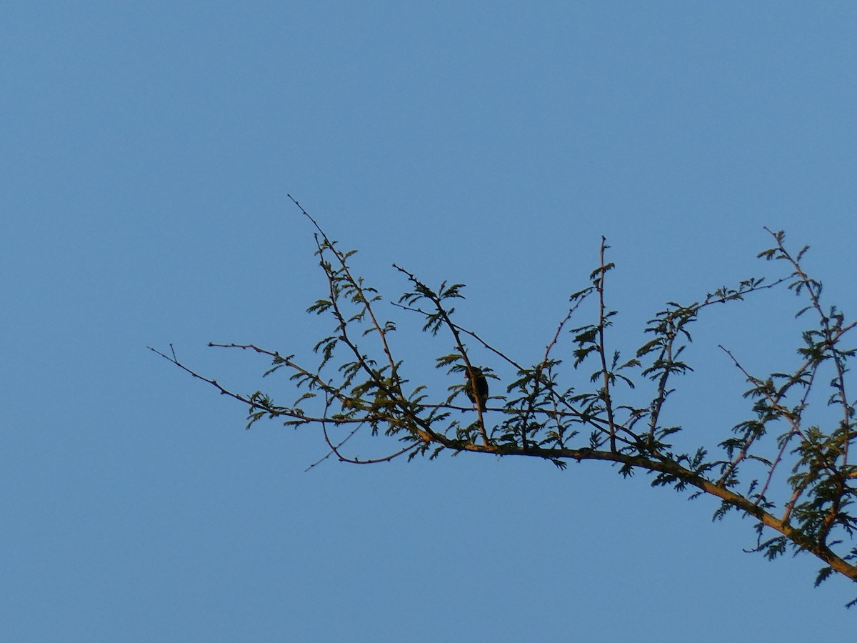 Village Indigobird - ML643232237
