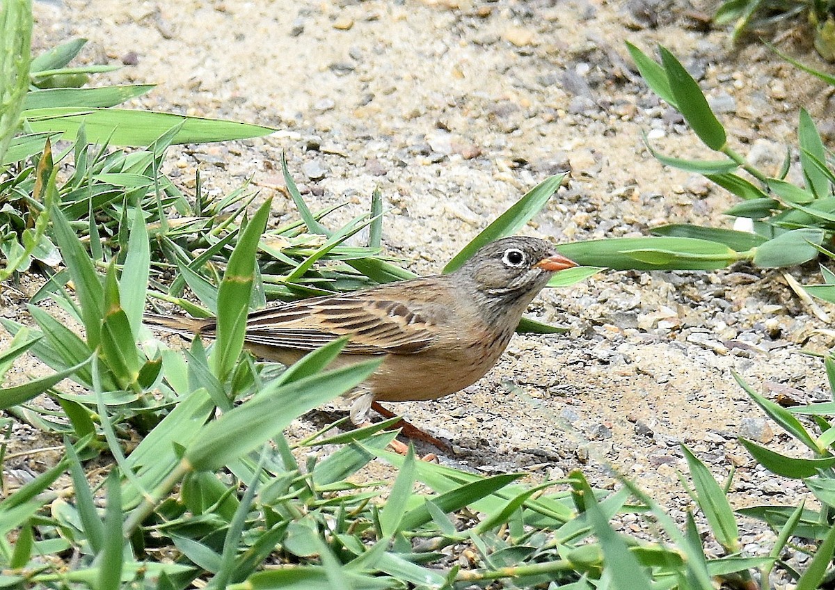 Gray-necked Bunting - ML643232255
