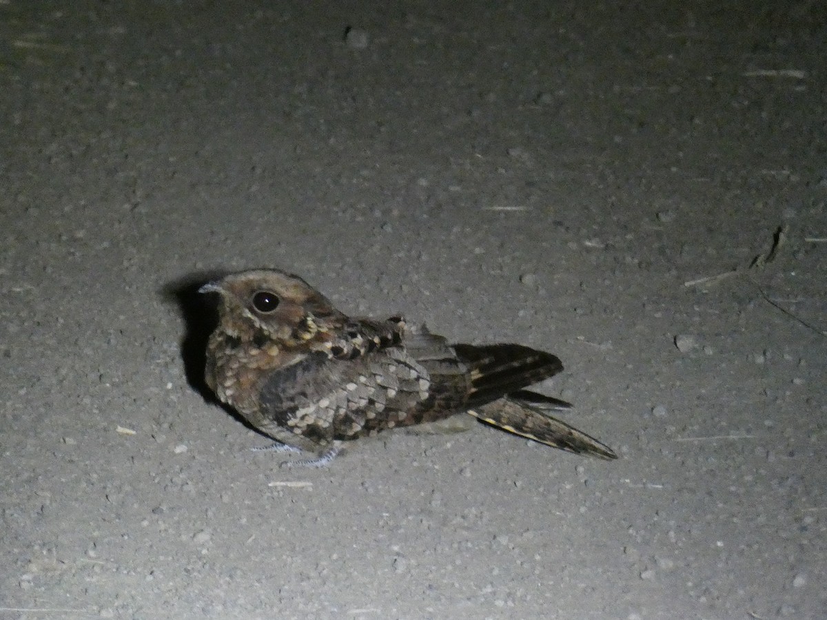 Fiery-necked Nightjar - ML643232270