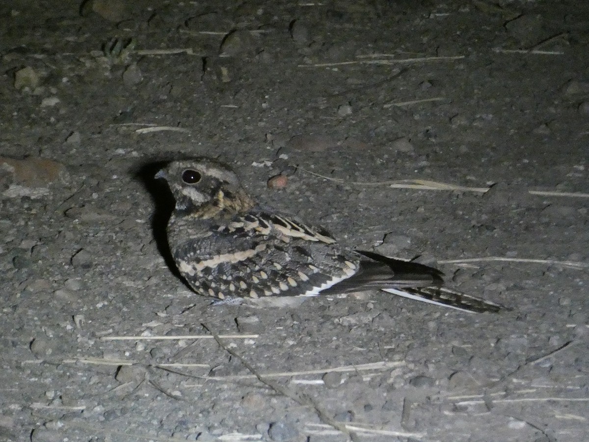 Engoulevent du Mozambique - ML643232273