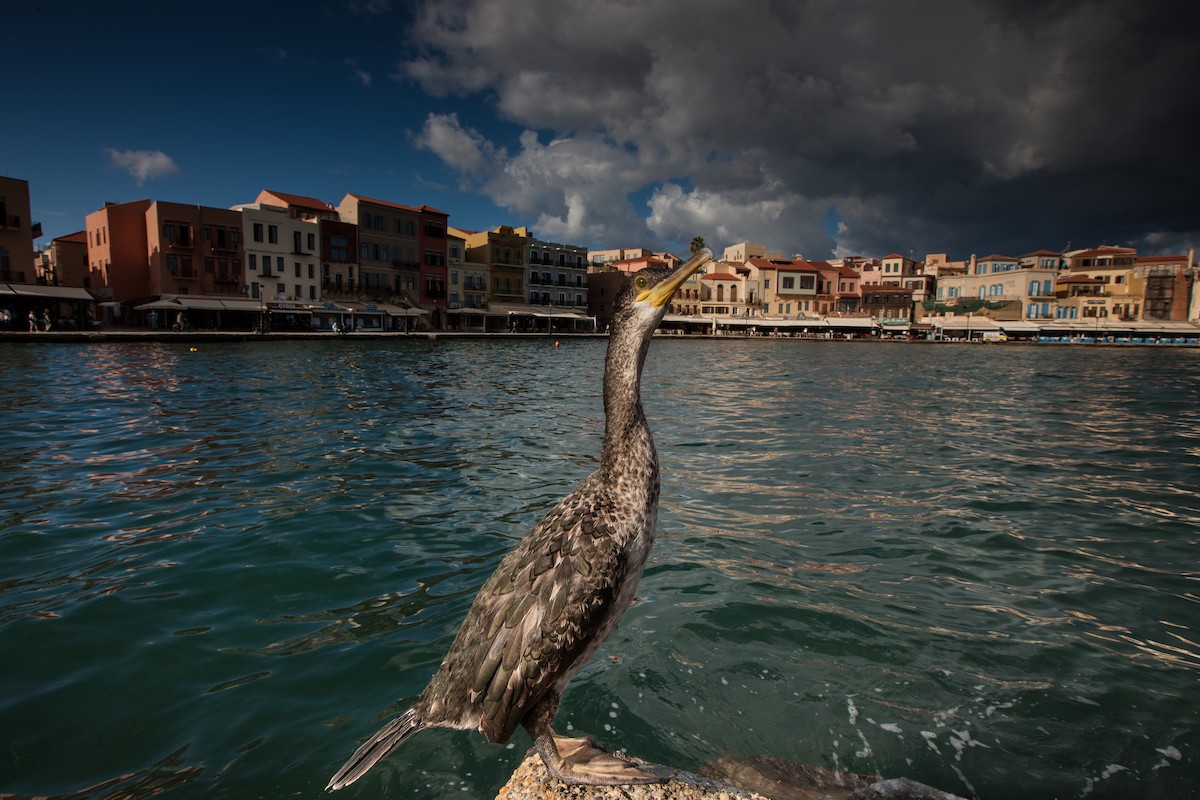 European Shag (Mediterranean) - ML643232274