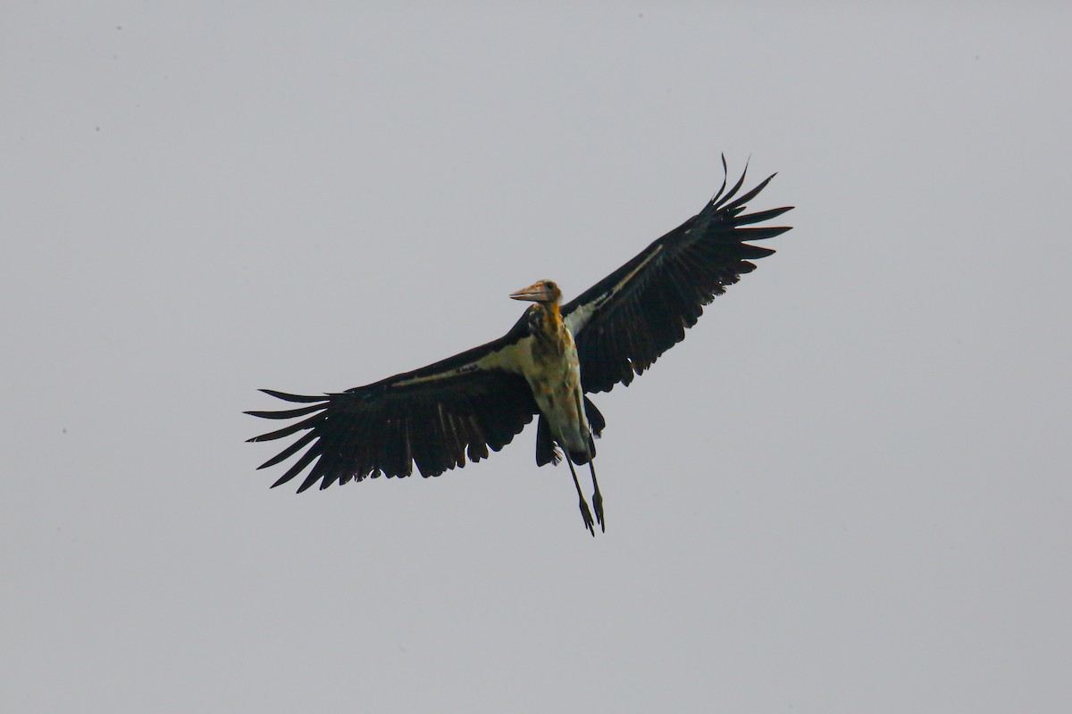 Lesser Adjutant - ML643232299