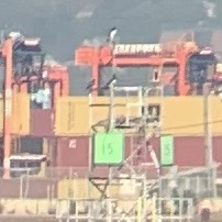 Brown Booby - ML643232306