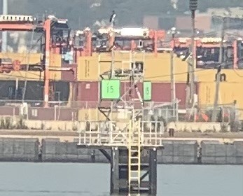 Brown Booby - ML643232307