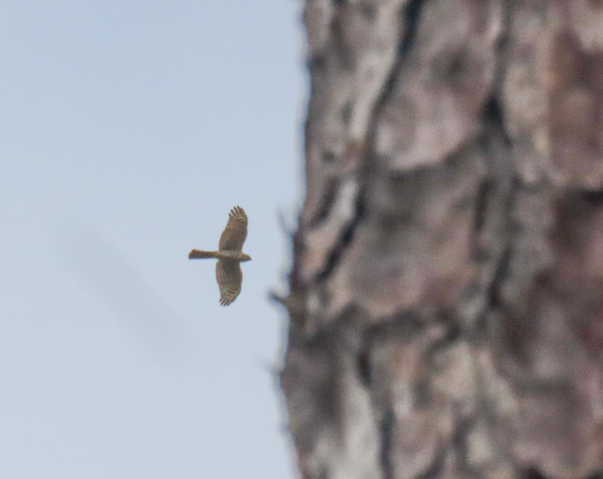 Sharp-shinned Hawk - ML643232339
