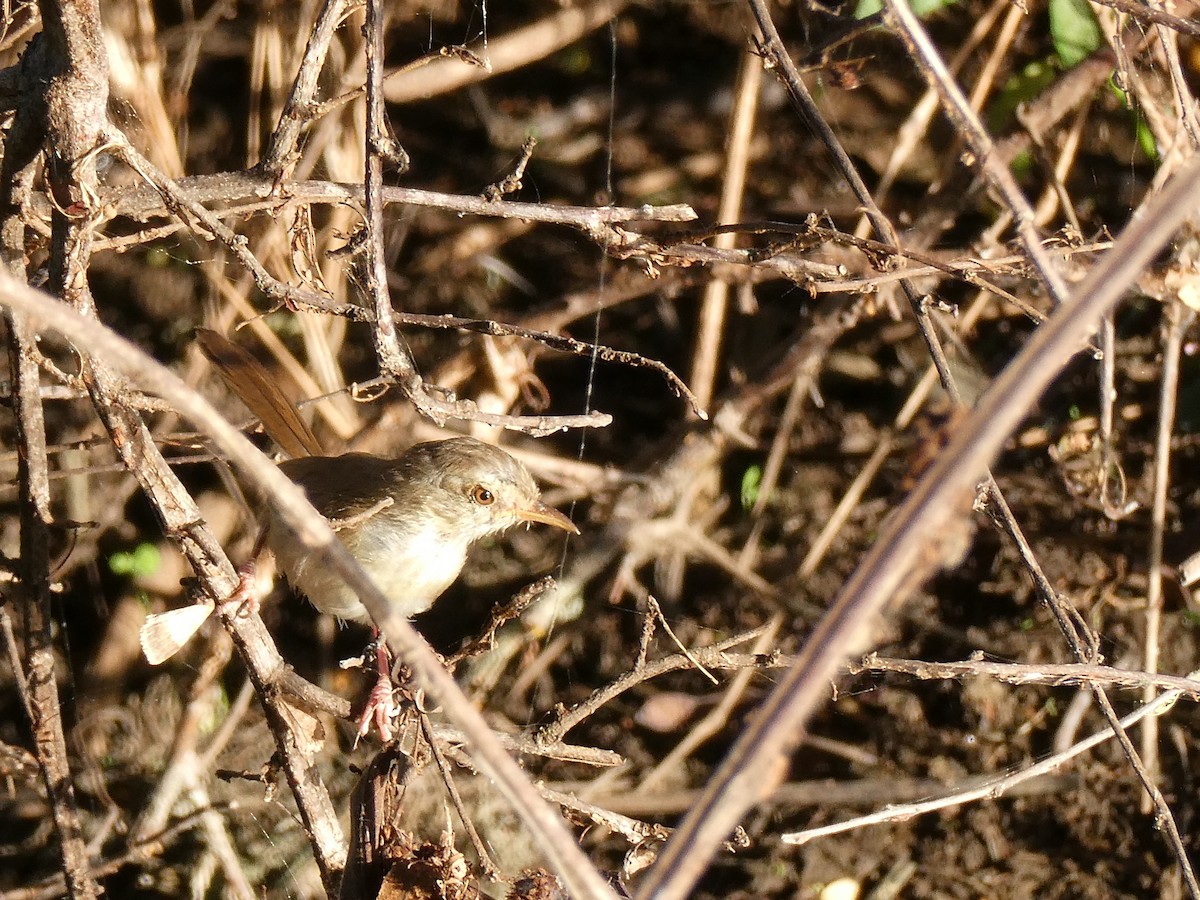 Rattling Cisticola - ML643232340