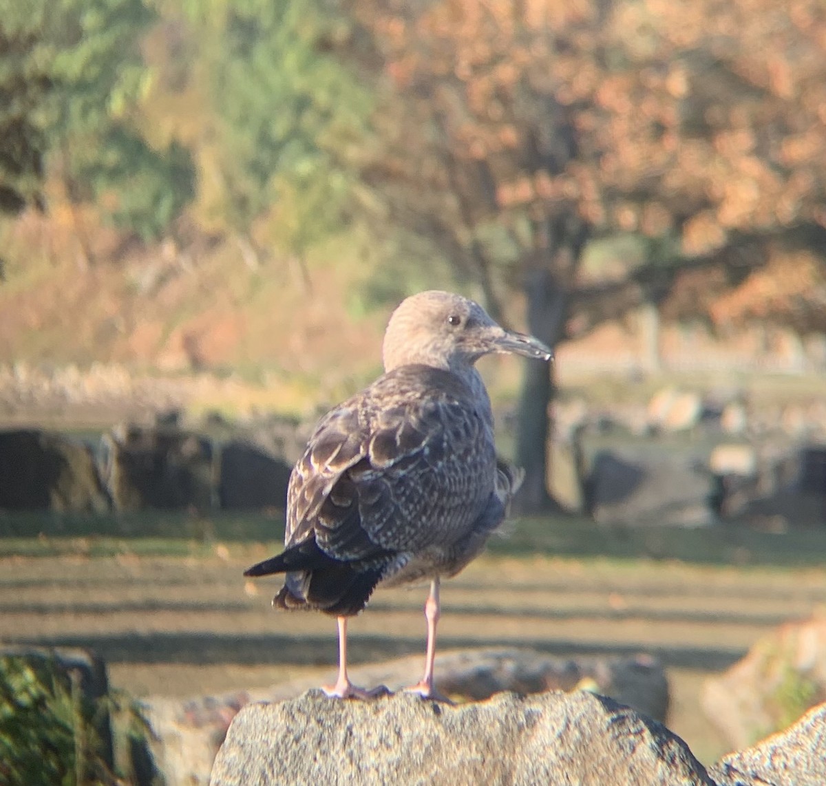 racek americký - ML643232343