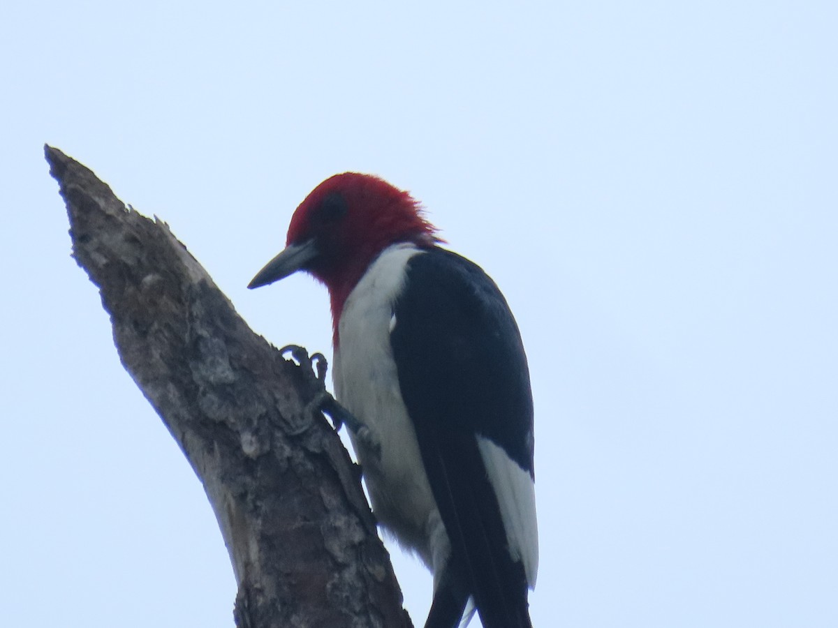 Red-headed Woodpecker - ML643232347
