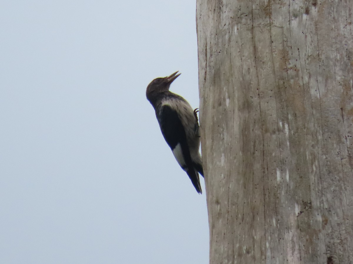 Red-headed Woodpecker - ML643232348