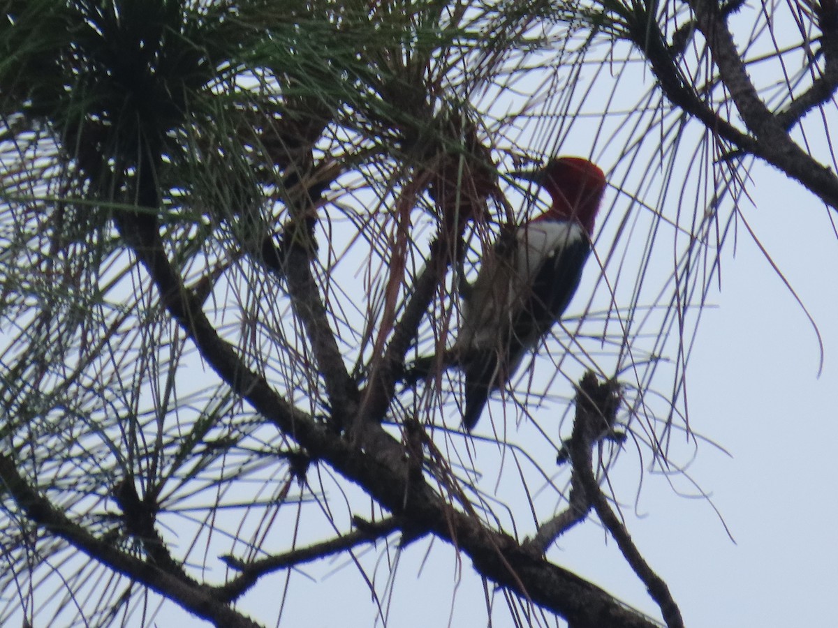 Red-headed Woodpecker - ML643232349