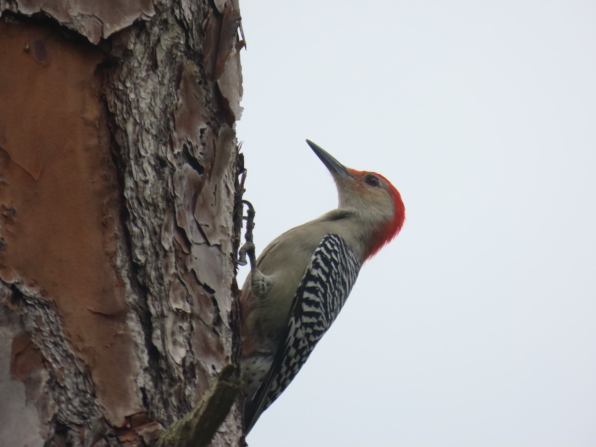 Red-bellied Woodpecker - ML643232354