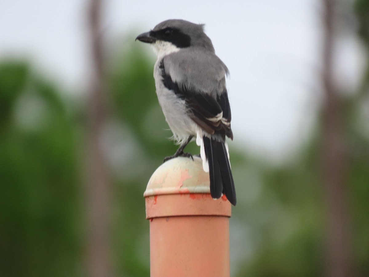 Loggerhead Shrike - ML643232357
