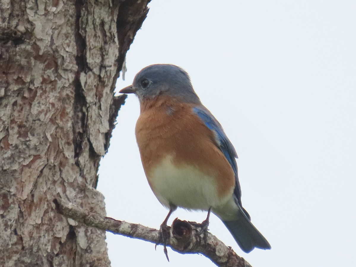 Eastern Bluebird - ML643232362