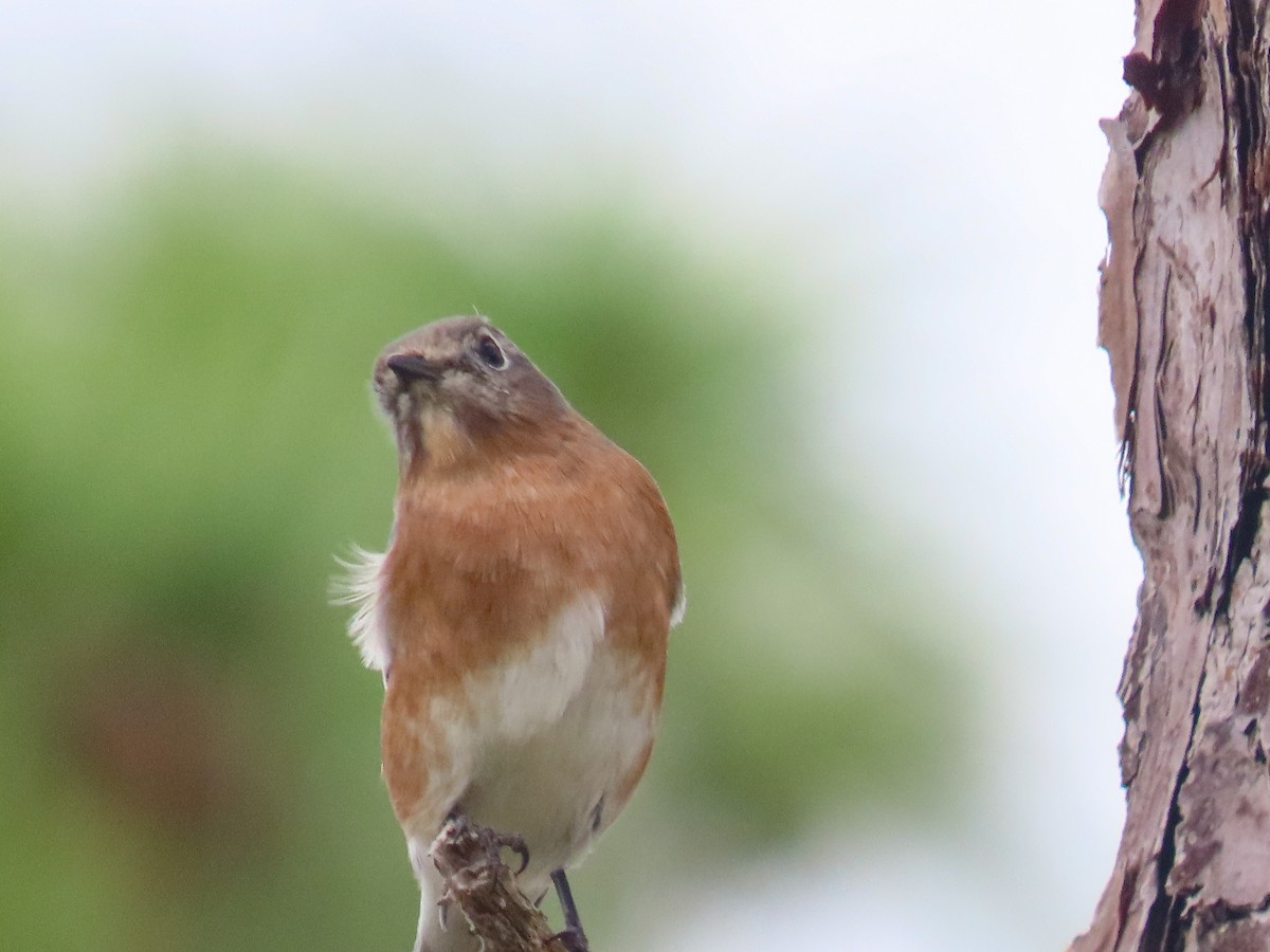 Eastern Bluebird - ML643232363