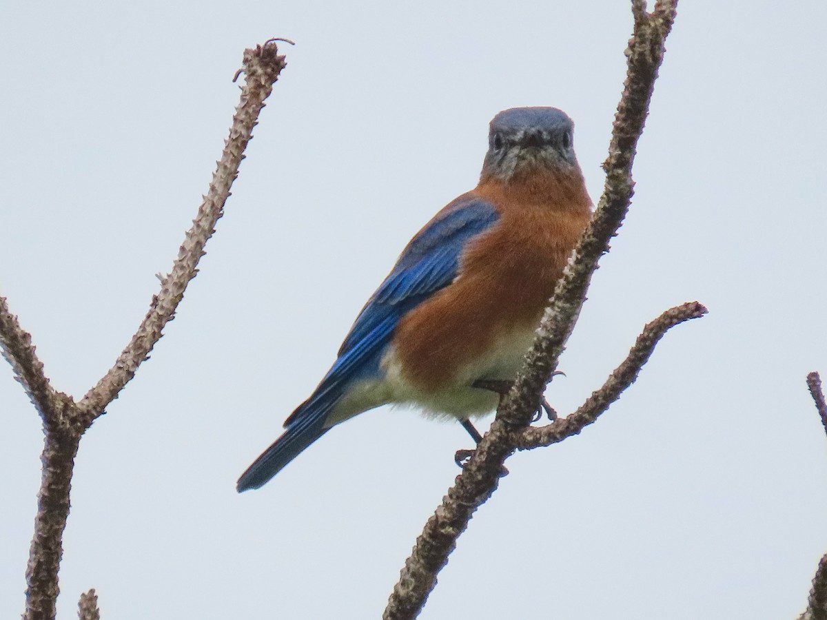 Eastern Bluebird - ML643232364