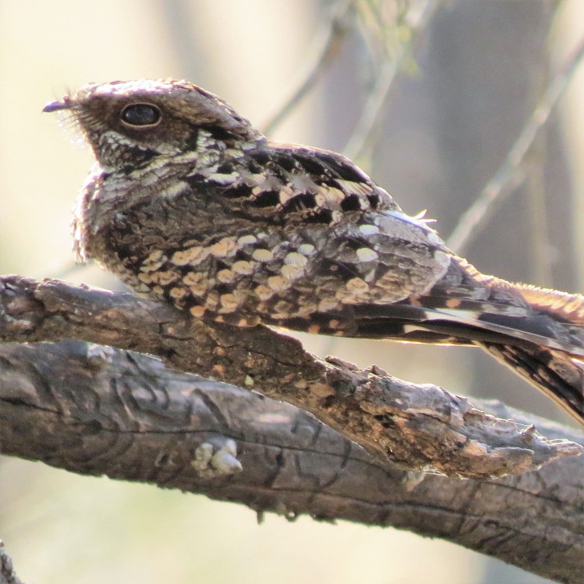 Fiery-necked Nightjar - ML643232374