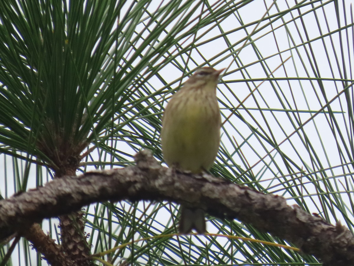 Palm Warbler - ML643232380