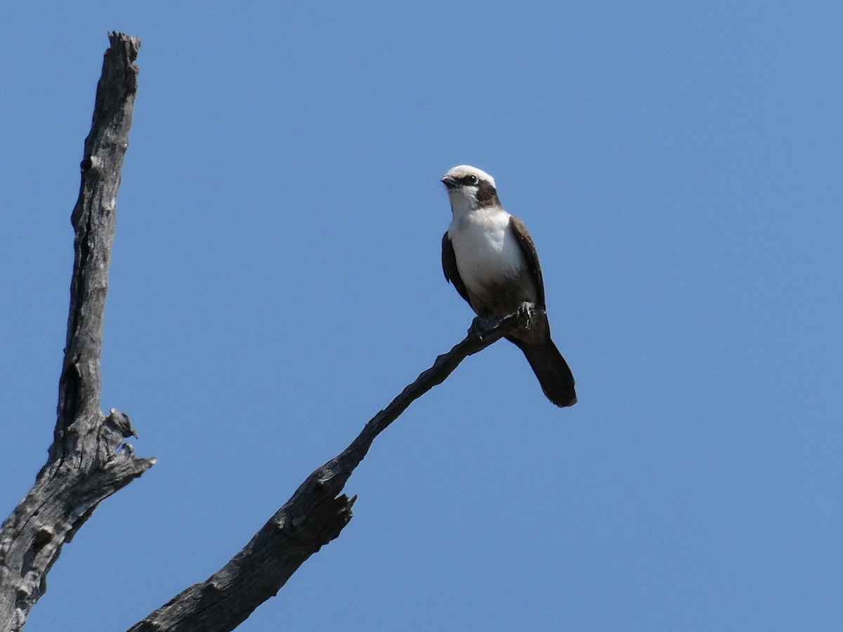 White-crowned Shrike - ML643232382