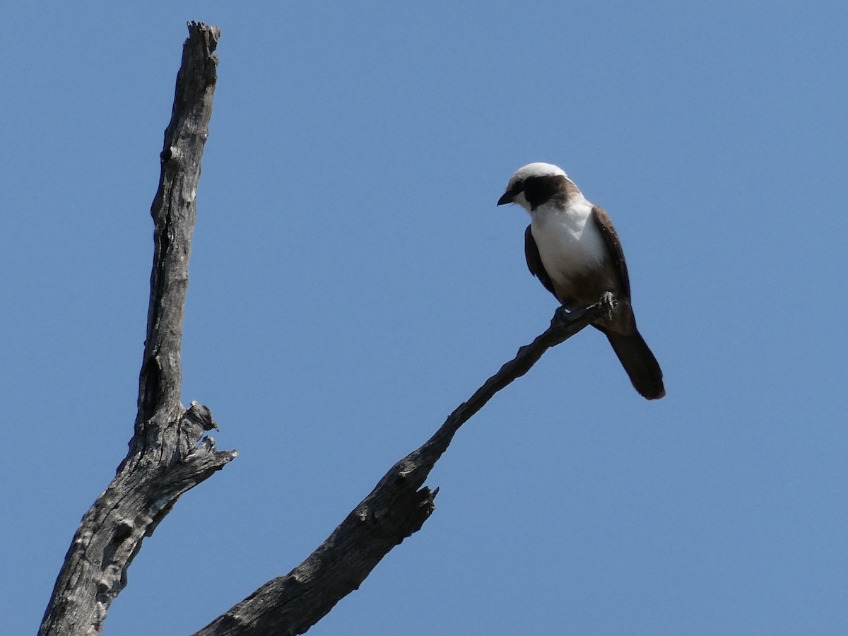 White-crowned Shrike - ML643232383