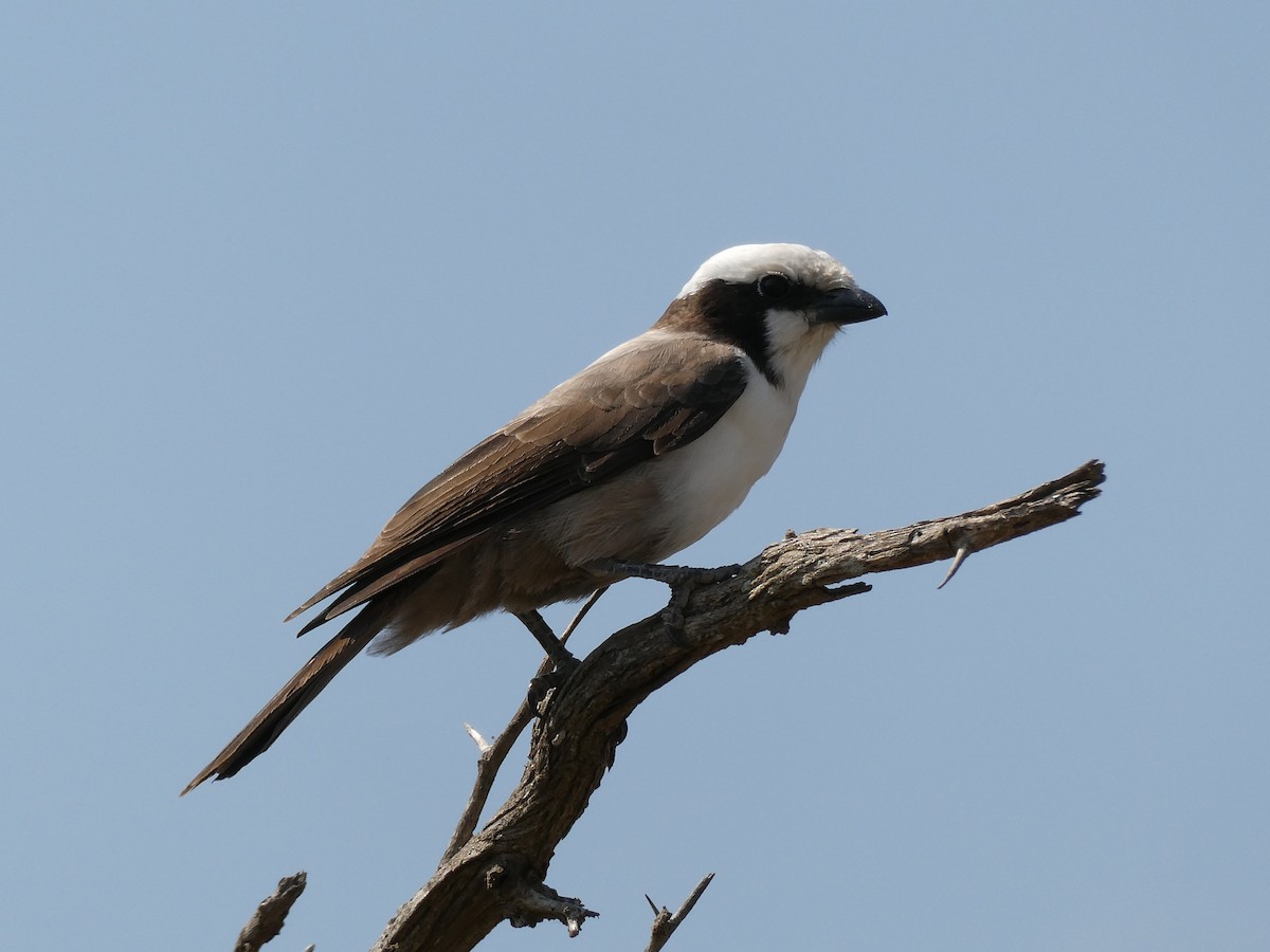 White-crowned Shrike - ML643232384