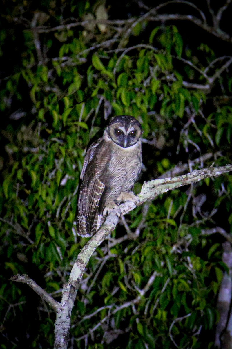Brown Wood-Owl - ML643232390