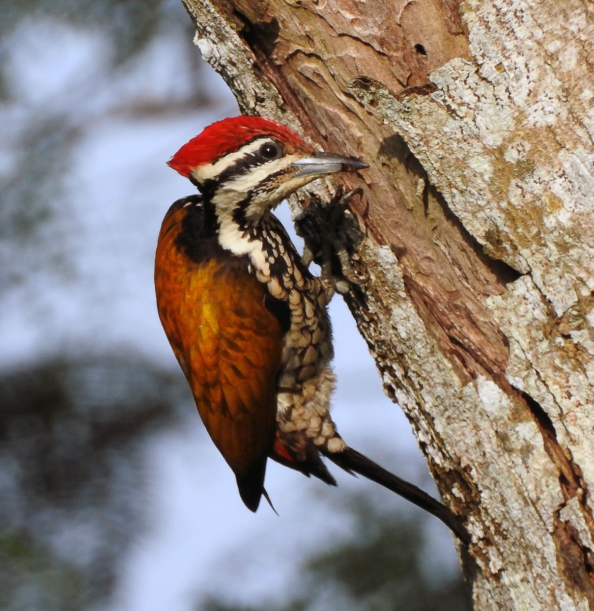 Common Flameback - ML643232420