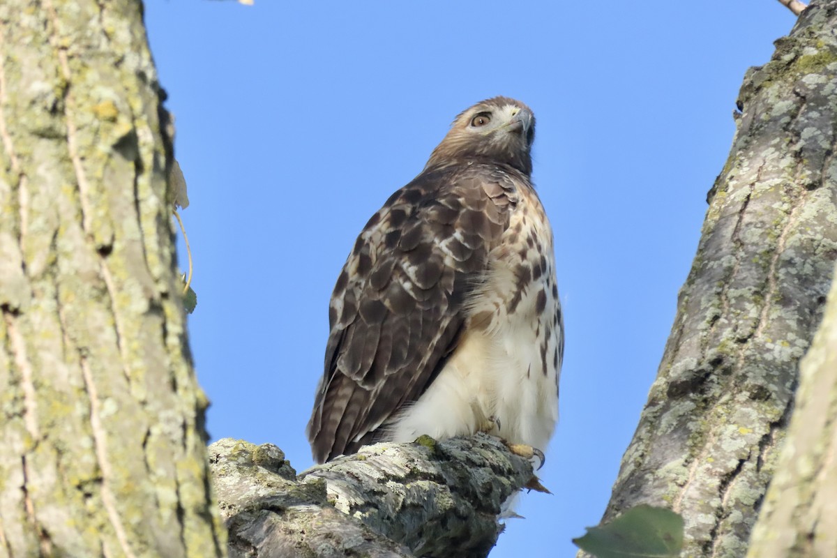 Red-tailed Hawk - ML643232421