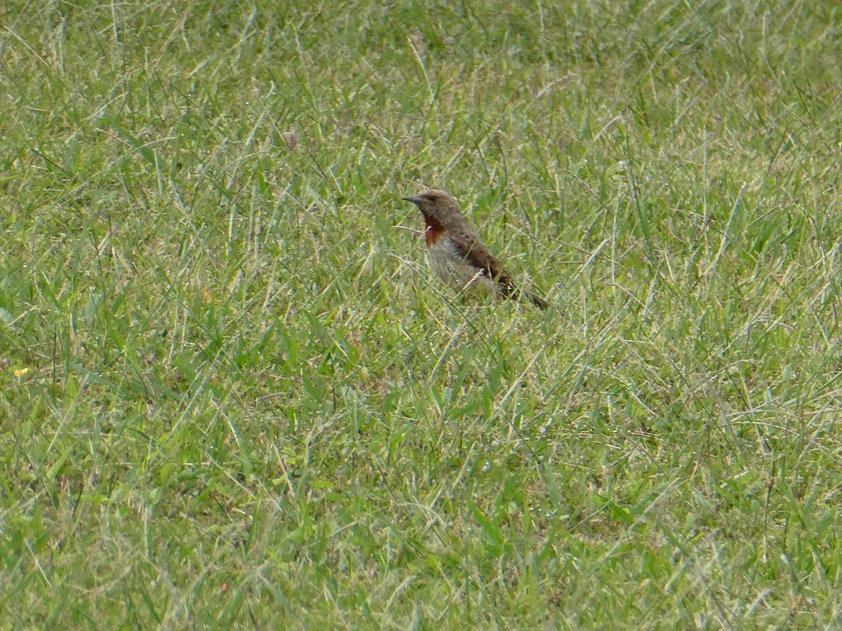 Red-throated Wryneck - ML643232422