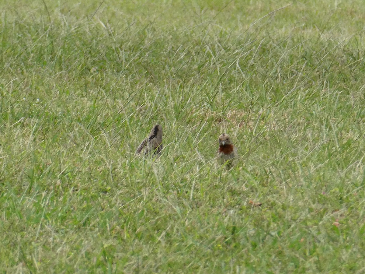 Red-throated Wryneck - ML643232423