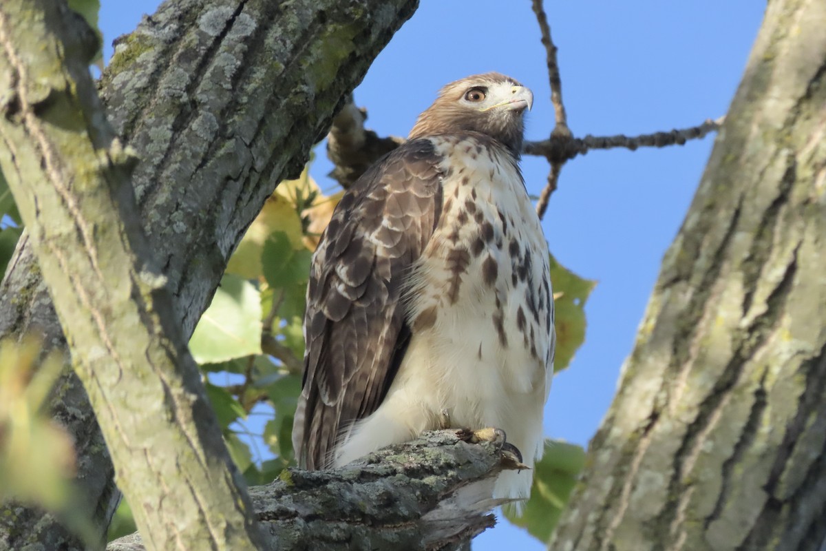 Red-tailed Hawk - ML643232424