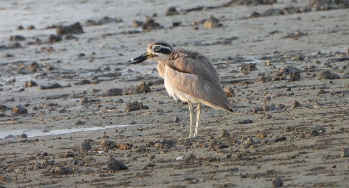 Great Thick-knee - ML643232425