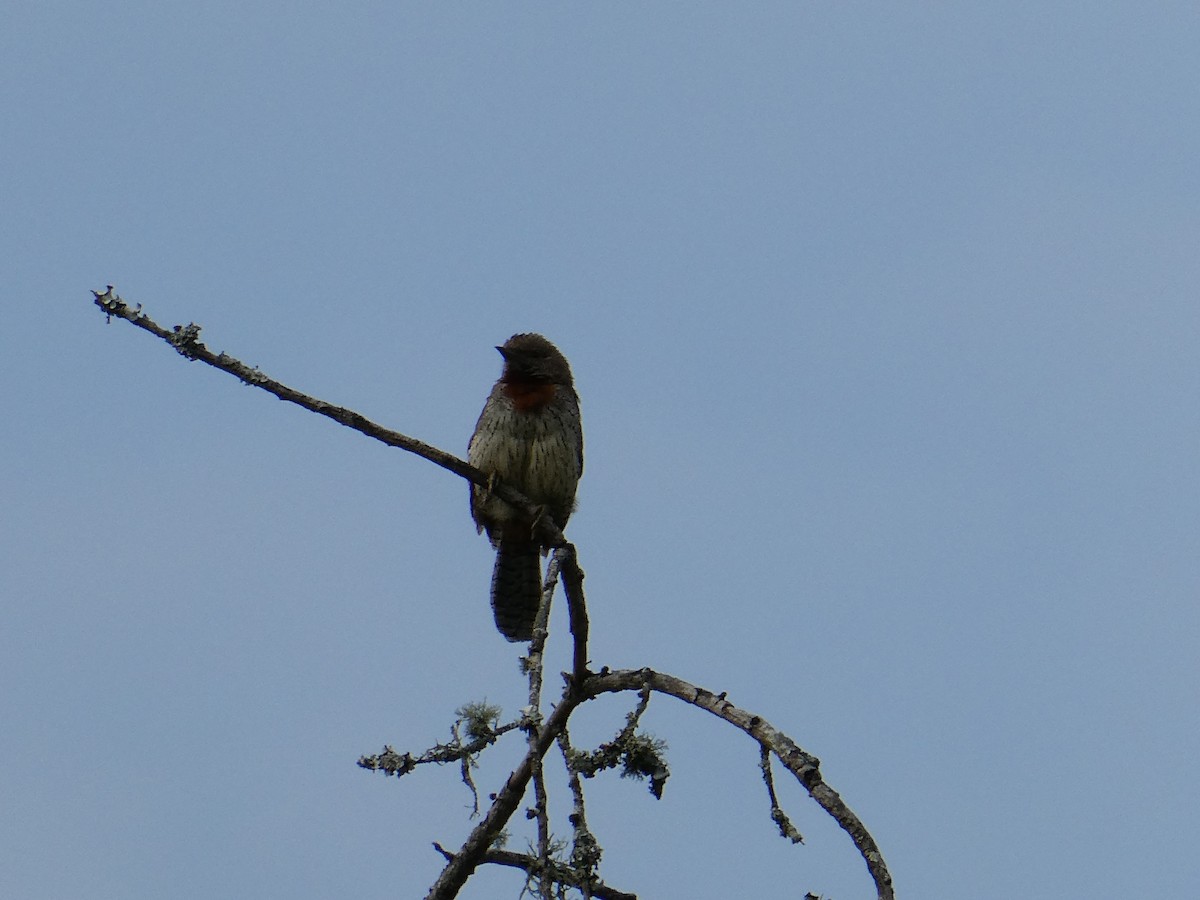 Red-throated Wryneck - ML643232428