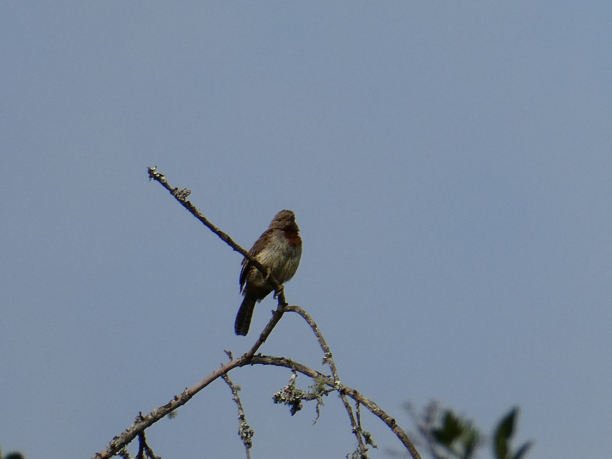 Red-throated Wryneck - ML643232429