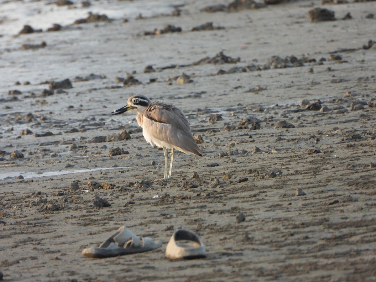 Great Thick-knee - ML643232431