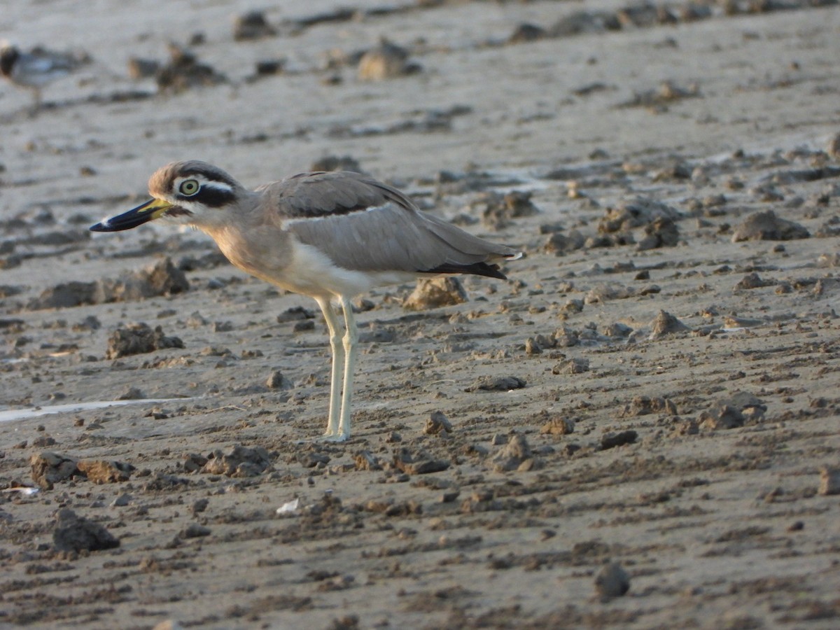 Great Thick-knee - ML643232432