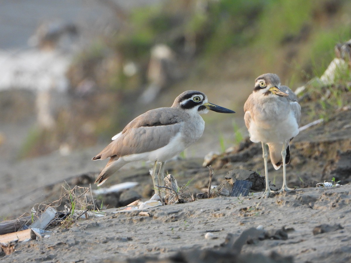 Great Thick-knee - ML643232433