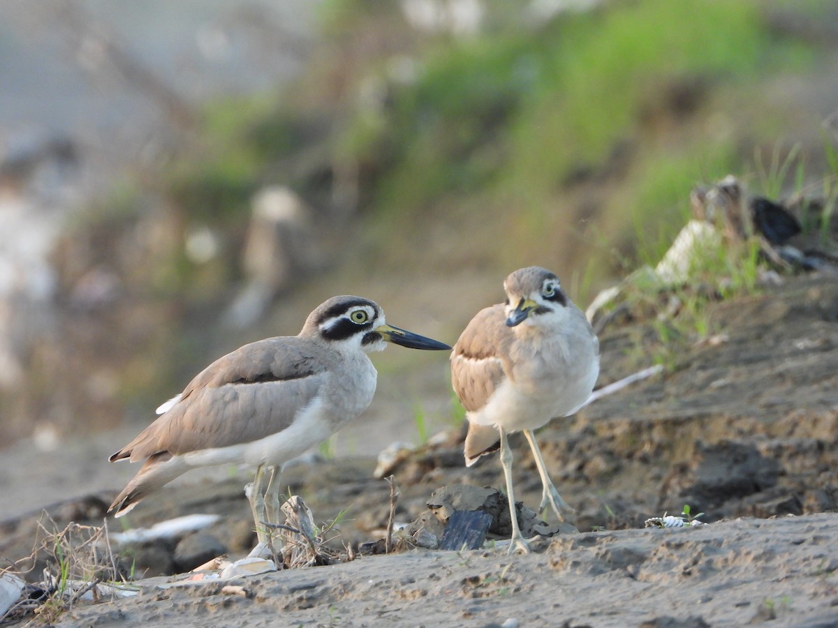 Great Thick-knee - ML643232435