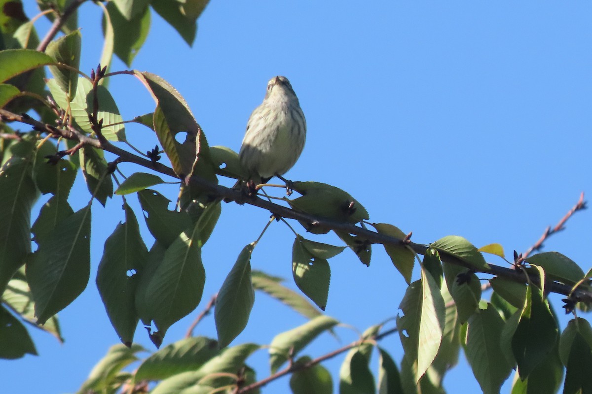 Cape May Warbler - ML643232436