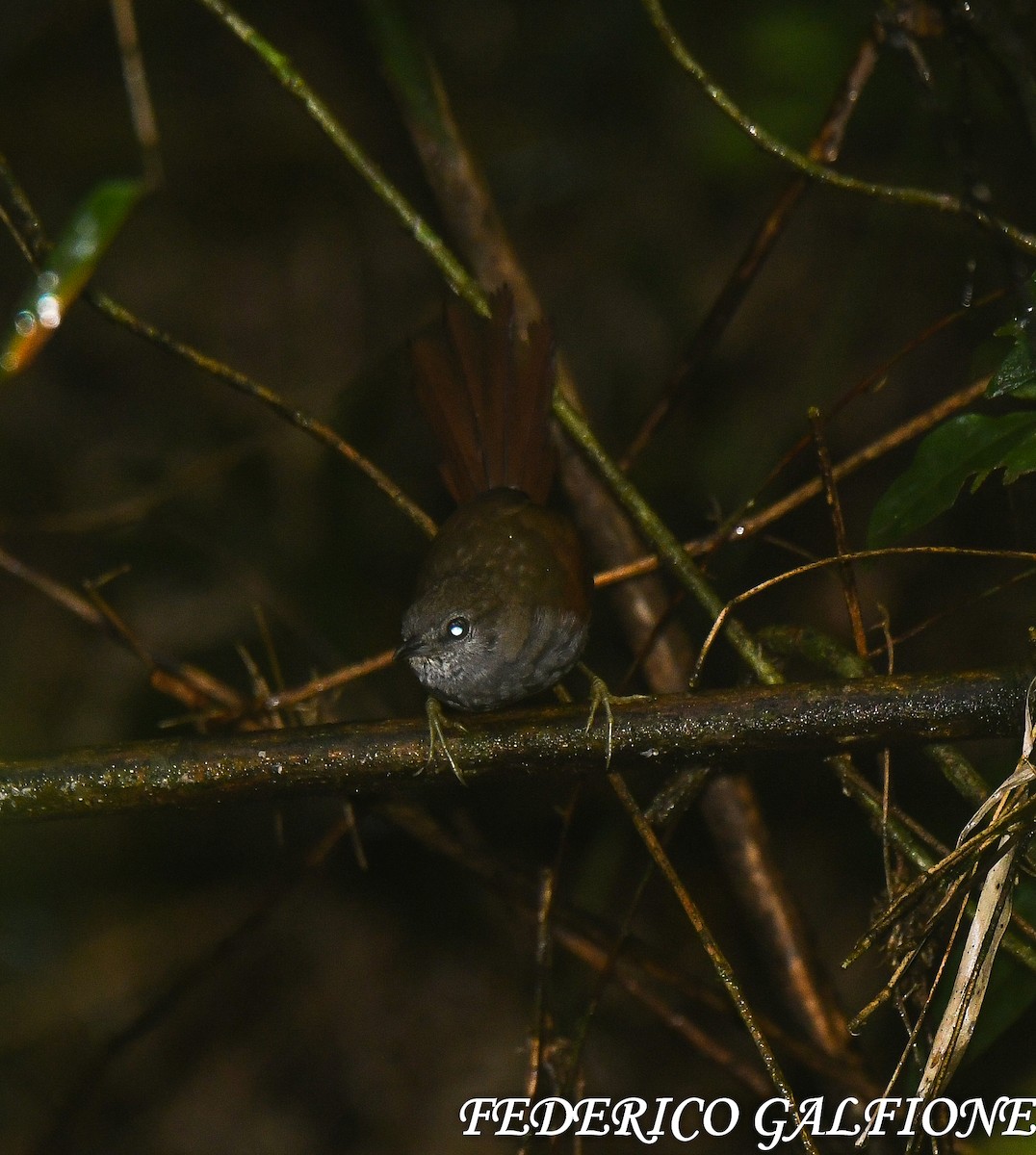 Gray-bellied Spinetail - ML643232444