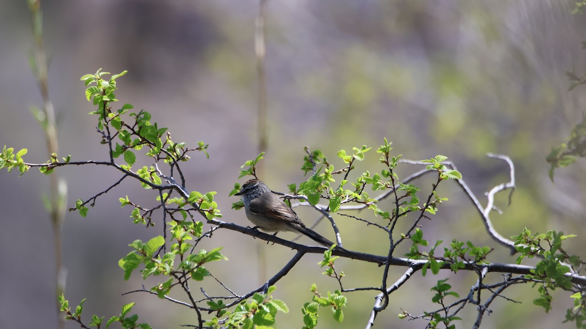 Plain-mantled Tit-Spinetail - ML643232445