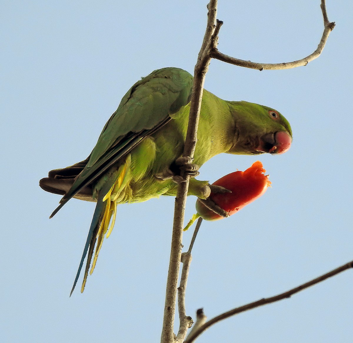 Rose-ringed Parakeet - ML643232448