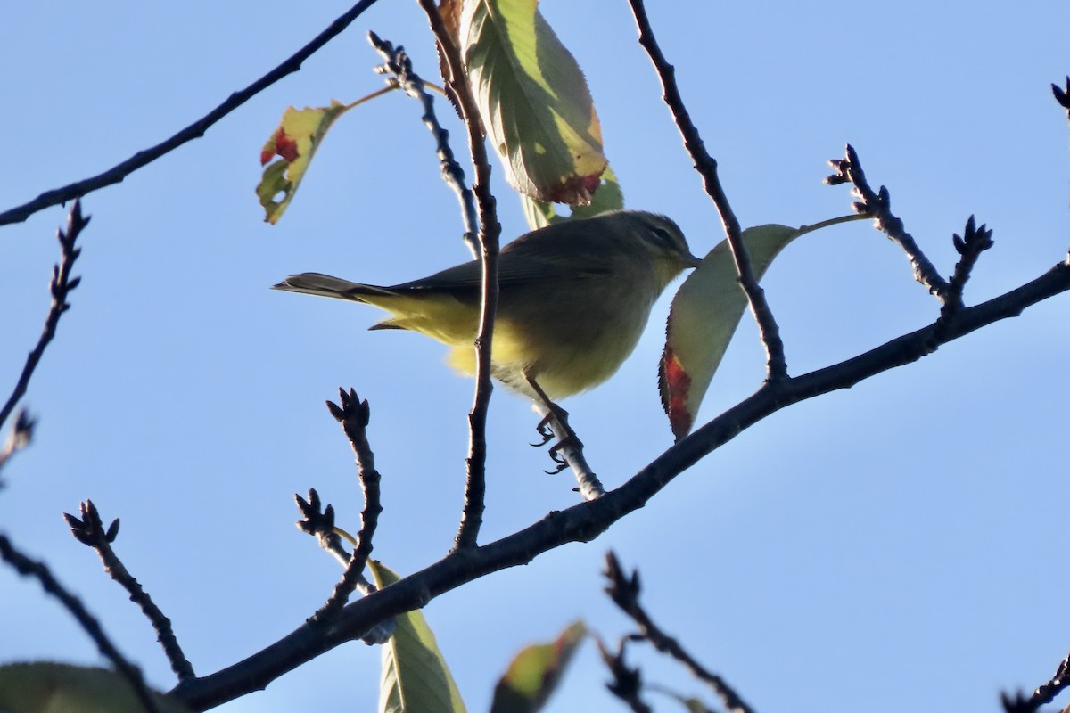 Palm Warbler (Yellow) - ML643232449