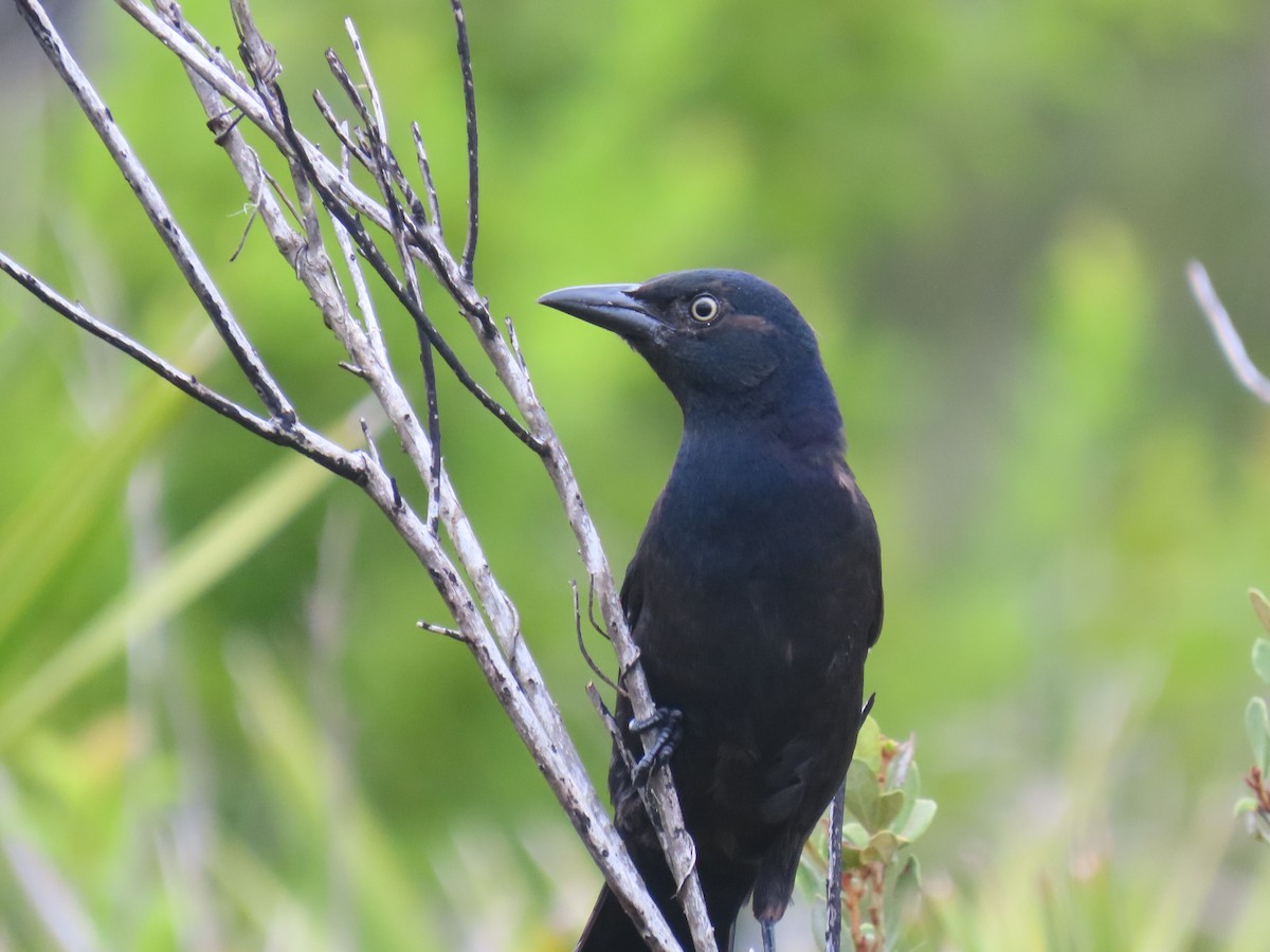 Common Grackle (Florida) - ML643232452