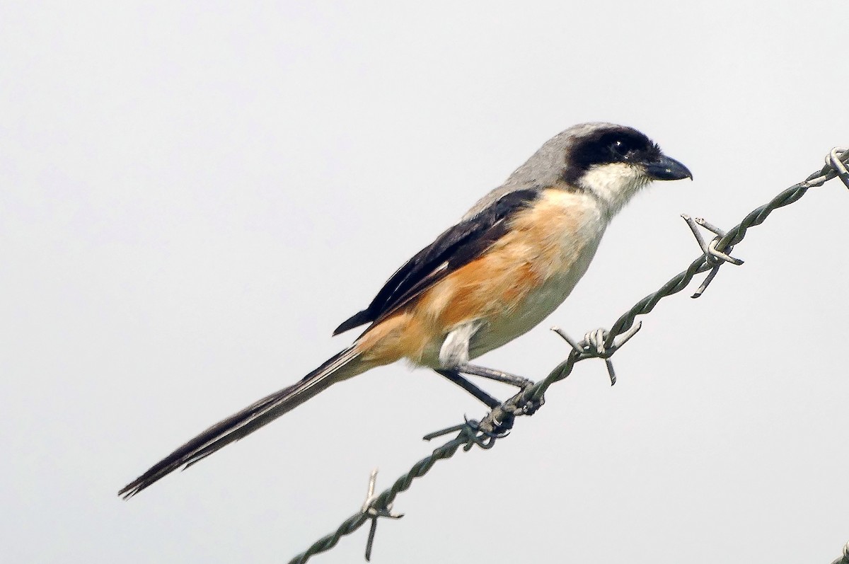 Long-tailed Shrike - ML643232460