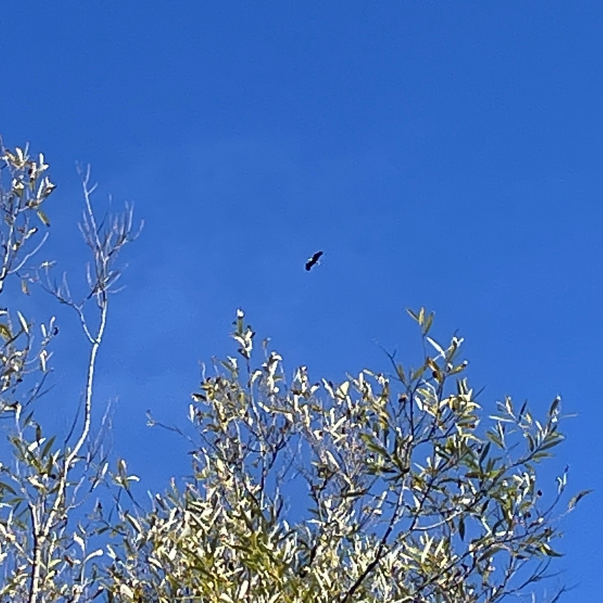 ハクトウワシ - ML643232464