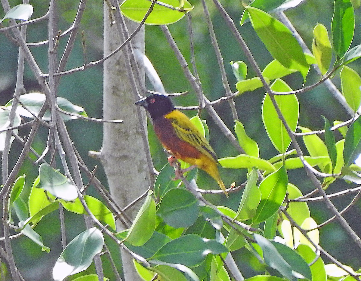 Golden-backed Weaver - ML643232475
